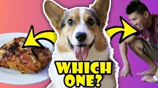 WILL MY DOG CHOOSE CHICKEN OVER ME  Life After College Ep 506 [upl. by Enelehs]