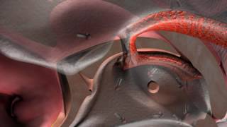 Flow of cerebrospinal fluid CSF [upl. by Beaner577]