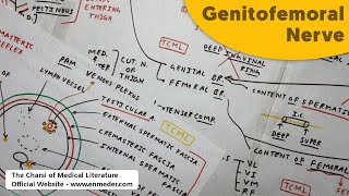 Genitofemoral Nerve  Root Value Branches Cremasteric Reflex  The Charsi of Medical Literature [upl. by Neal]