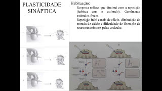 NEUROPLASTICIDADE [upl. by Mapel446]