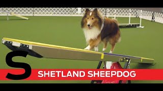 S is for Shetland Sheepdog [upl. by Eycats]