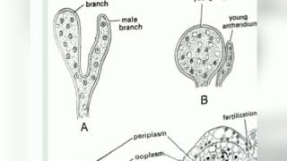 Life cycle of Albugo candida B Sc 1st yr paper1 by Neelkamal Rathore [upl. by Aileme]