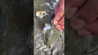 Oyster A lot After The Sea Low Tide oysters usa 100kviews fyp viral tiktok ur uk us [upl. by Aggri]