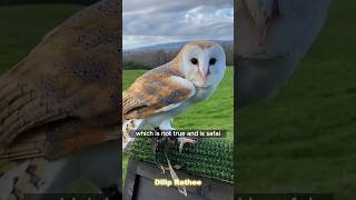 Owls have legs like humans by fact wala bhai shorts ytshorts trending factwalavideo [upl. by Tudor]