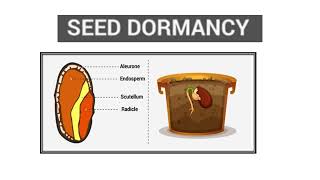 Vernalisation amp Dormancy of Seeds Video No 444 [upl. by Georgiana667]