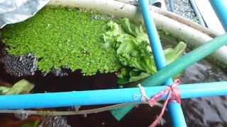 Aquaponics Feeding Tilapia with the leftover salad from the market [upl. by Ateuqal]