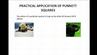 Intro to Punnet Squares [upl. by Daryn]