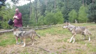 Wolf Training by Michael Eichorn [upl. by Walley456]