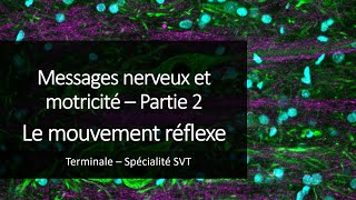 Cours Spé SVT Terminale  Le mouvement réflexe [upl. by Dunn4]