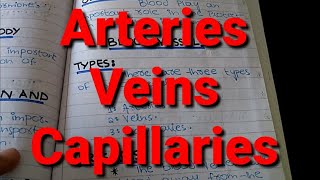 Types of Blood Vessels Arteries Veins and Capillaries XI Biology Chapter 14 [upl. by Dettmer]