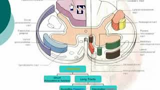 12 Tracts of the Spinal Cord Neuroanatomy  Dr Ahmed Kamal [upl. by Mobley]