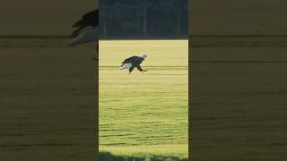 Watching Bald Eagle Run Across Sod Farm shorts [upl. by Dita]