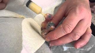 hand rearing baby budgies [upl. by Nnaeirb]