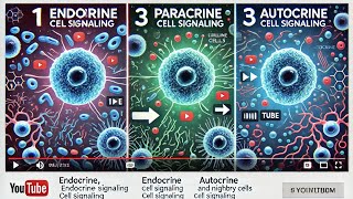 Endocrine paracrine  autocrine signaling [upl. by Neall912]