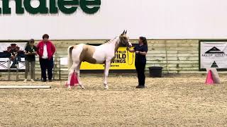 DW Gold Bourbon Khopi at Arabian Sport Horse Nationals [upl. by Kitarp482]