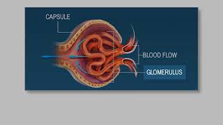 Components of BLOOD PLASMA vs HEMATORCIT How the KIDNEYS can regulate BLOOD PRESSURE [upl. by Angelico]