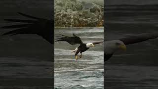 Aigle pêcheur pygargue à tête blanche aigle eagle americanseaeagle pygargue [upl. by Htaeh]