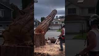 Anyone hear the tree howl guitar rock dirt crunch chainsaw trees wood woodworking [upl. by Aikahc]