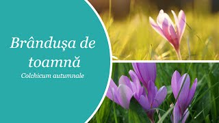 Brandusa de toamna  Colchicum autumnale [upl. by Suivatna]