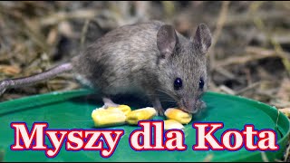 Myszy dla kota 🐭 film dla kota [upl. by Zebaj]