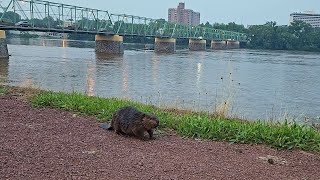 Poor Little Beaver Seems Lost [upl. by Ibbetson]