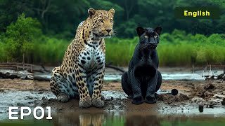 EP 01  Searching for Black Leopard  Pench Tiger Reserve  4K Video English [upl. by Shafer436]