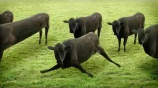 Cows Cows Cows animation [upl. by Tenney150]