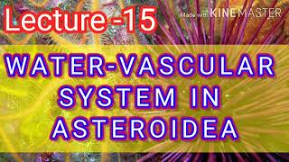 ASTEROIDEA  WATER VASCULAR SYSTEM [upl. by Lindsley263]