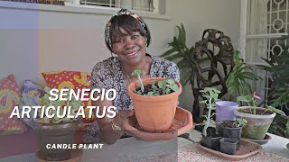 Propagating The Senecio Articulatus Plant  Candle Plant [upl. by Dom]