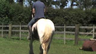 EQUINE HEADSHAKING CRANIOSACRAL SUCCESSFUL TREATMENT VIDEO [upl. by Olenta696]