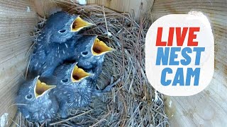 LIVE NEST CAM Eastern Bluebird Incubating 4 Eggs Hatching Day Around July 28th [upl. by Yenmor]