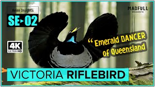 VICTORIA RIFLEBIRD → Emerald Dancer of Queensland  4K ♥ Special Edition MadfullMoments ◌ SE►02 [upl. by Enyamart]