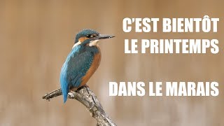 3 CEST BIENTÔT LE PRINTEMPS DANS LE MARAIS 10 espèces [upl. by Aileek]