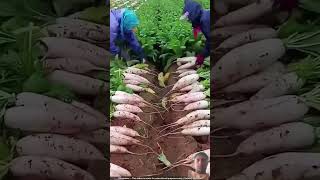 Seeds plant ☘️ agriculture amazingfacts amazing farming radish harvesting agriculturedrone [upl. by Candis]