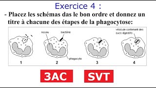 Immunité exercices corrigés partie1 [upl. by Lutero]