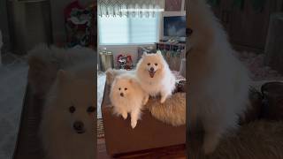 Coffee Talk with Miniature American Eskimo Dogs [upl. by Elstan]