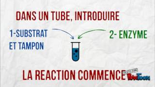 Enzymologie 2  Cinétique en continu [upl. by Ehsom]