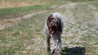 Comparing the Wirehaired Pointing Griffon amp Vizsla Which Hunting Breed is Right for You [upl. by Trella561]