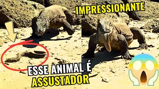 DRAGAO DE KOMODO  É IMPRESSIONANTE O TAMANHO E A FORÇA DESSE ANIMAL [upl. by Oirom]