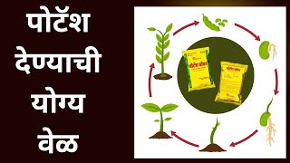 पोटॅश खत पिकाला कोणत्या अवस्थेत दिल्यानंतर जास्त फायदा होतो ll Potash Fertilizer use in plants [upl. by Ekoorb]