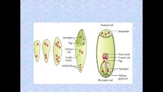 megagametogenesis [upl. by Misaq60]