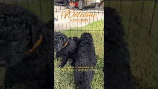 Welcome November 🍁 dog puppy curlycoatedretriever doglover puppies dogs pets november [upl. by Onihc]