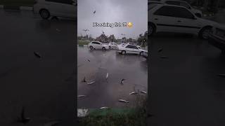 It’s raining fish 😳 [upl. by Glover]