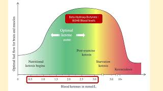 NutritionalKetosis  คีโตนบอดี้ ketone ketonebodies [upl. by Ameyn10]