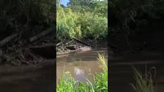 Secando um açude em Santa maria do herval para pegar os peixes [upl. by Wilona]