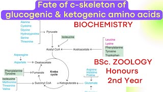 Fate of carbon skeleton of glucogenic and ketogenic amino acids [upl. by Joly303]