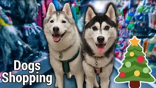 Dogs Go Shopping at Petsmart for Christmas  Petsmart Haul for Huskies [upl. by Taimi]