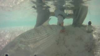 Epic Bonefishing in Exuma [upl. by Santa266]