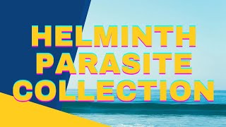 Helminth Parasite Collection from Chicken Intestine  Immune Response Against Worms helminths [upl. by Yllus]