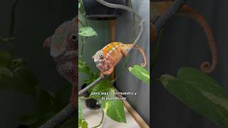 Camaleón cambiando de color 😱🔥 camaleón camaleones chameleon reptiles animales [upl. by Pestana]